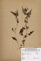 藏品(散血丹)的圖片